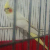 فروش هفت عدد عروس هلندی