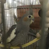 عروس هلندی جوجه