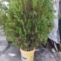 حراج گل