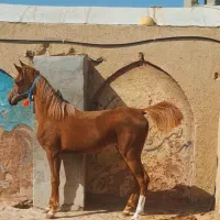 مادیان ۱۷ماهه