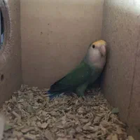 کوتوله برزیلی مولد 100تضمینی کوتوله کار|پرنده|قم, نوبهار|دیوار