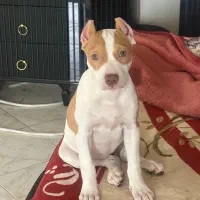 واگذاری پیت بول ماده