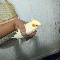 عروس هلندی