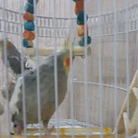 عروس هلندی مولد|پرنده|مشهد, هدایت|دیوار