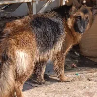 سگ ژرمن شپرد کلاس a ماده یک سال