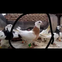 کفتر کبوتر.