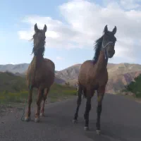 اسب