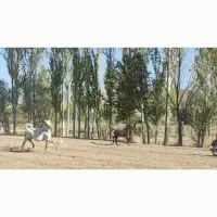 اسب سواری دار همراه با مدارک و شناسنامه ومیکرچیپ