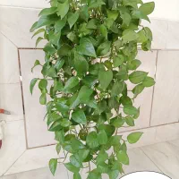 فروش گل‌های زیبا