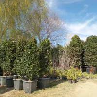 پیوندی اصلاح شده نهال درخت تنه دار گلدانی ۵ ۶ ساله