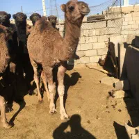 بچه شتر (حاشی)