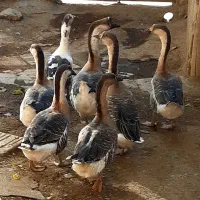 قوغاز اکراینی کیلویی ۵۰۰ هزار|حیوانات مزرعه|اسدآباد, |دیوار