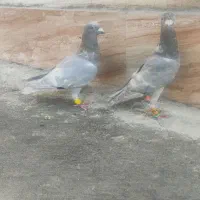کبوتر خطی|پرنده|شیراز, ریاستی|دیوار