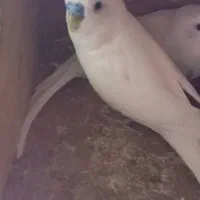 مرغ عشق سالم زیبا