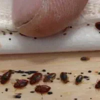 سم پاشی موریانه وسوسک با ضمانت نامه کتبی(حسنوند)|خدمات نظافت|خرمآباد, |دیوار