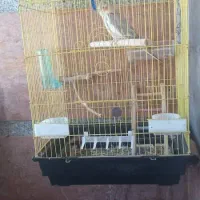 عروس هلندی ماده به همراه قفس