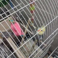 یک جفت عروس هلندی با قفس|پرنده|یزد, |دیوار