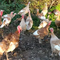 بوقلمون و غاز|حیوانات مزرعه|رشت, کوی قدس|دیوار