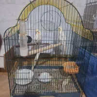 عروسهلندی تعویض باگرینچیک یاکوتوله