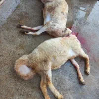 قصاب در محل