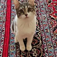 واگذاری گربه میکس بریتیش