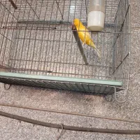 قناری نر سهره