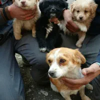 حیوان سگ پاکوتاه خونگی