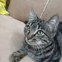 گربه نرسه ماهه واگذاری