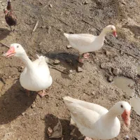 غاز|حیوانات مزرعه|مسجد سلیمان, |دیوار