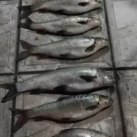 ماهی های آراز تازه|ماهی|مرند, |دیوار