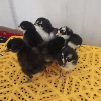 جوجه ی مرغ|حیوانات مزرعه|شیراز, پانصد دستگاه ارتش|دیوار