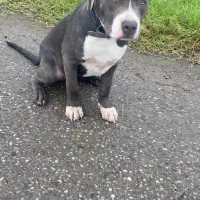 سگ آمریکن بولی