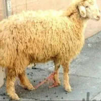 زود پز مناسب مصرف خونه زیر یک سال گوسفند