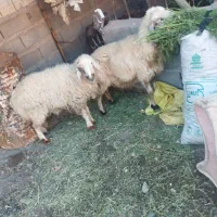 2راس میش اسحاق