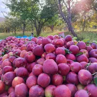 سیب قرمز