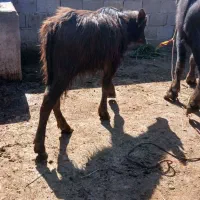 گاومیش|حیوانات مزرعه|سوسنگرد, |دیوار