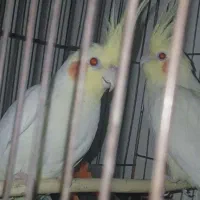 عروس هلندی لوتینونژاد.دار|پرنده|سیرجان, |دیوار