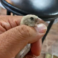 جوجه سهره
