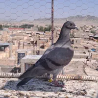 جوجه سبز پلاکی اگهی بخون