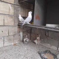 کبوتر
