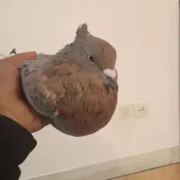 کبوتر سرخ دم سفید|پرنده|فرخشهر, |دیوار