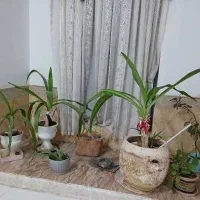گل و گیاه