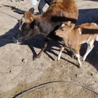 گاو شیری با گوساله سیمیتال ماده