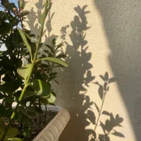 اجاره ی خانه ی نقلی و دربست