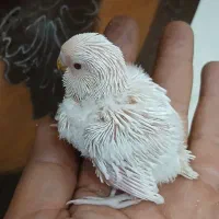 جوجه مرغ عشق انگلیسی گرید A