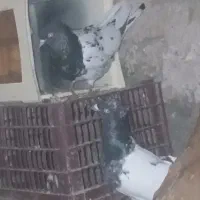 نرو ماده کله سیاه