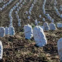 اکیپ برداشت سیب زمینی