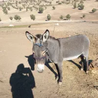 الاغ عالی و جوان