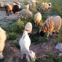 فروش ۲۰ عدد گوسفند