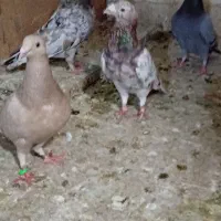 کفتر سار سرور هفترنگ دانفز عطیقه بخونید